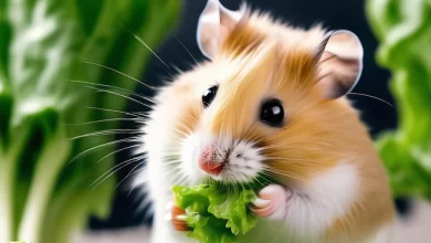 Hamsterlar Marul Yer mi?