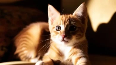 Yeni Doğan Yavru Kediler Nasıl Beslenmeli?