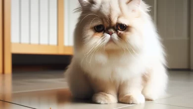 Kedilerde kusma nedenleri