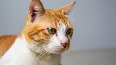 Kedilerde Mantar Belirtileri ve Tedavisi