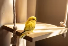 Yavru Muhabbet Kuşu Bakımı