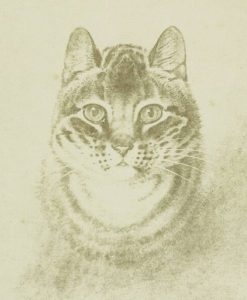 ilk kedi fotoğrafı