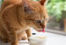 Kediler Yoğurt Yer mi?