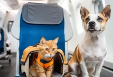 Uçağa Kedi ve Köpek Alınır mı?