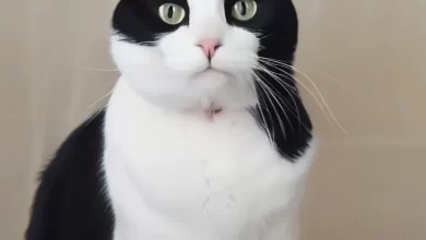 Smokin Kedi İsimleri